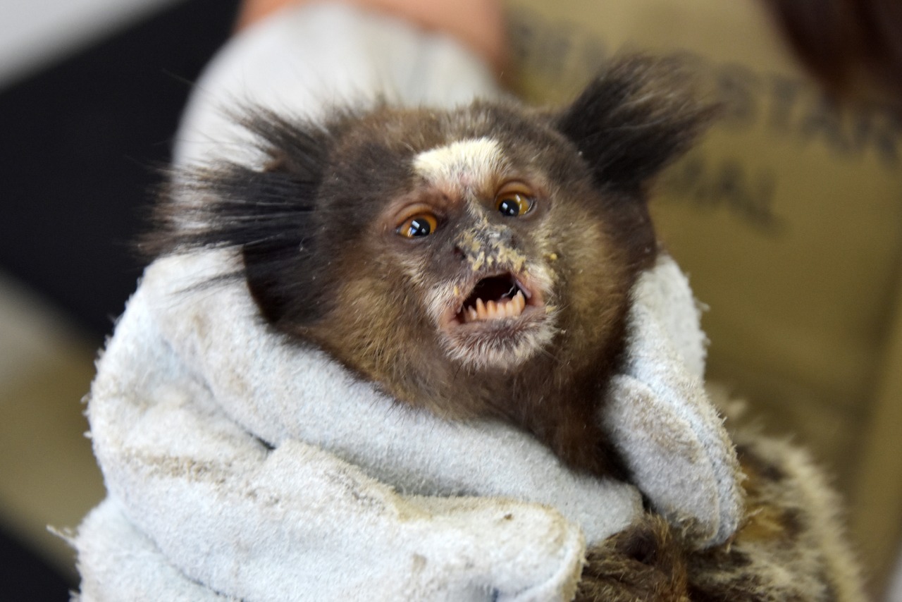 Macaco sagui de estimação: conheça o animal silvestre e os